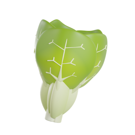 Cabbage  3D Illustration