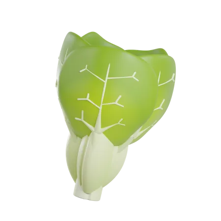 Cabbage  3D Illustration