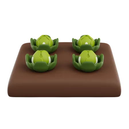 Cabbage Grow  3D Icon