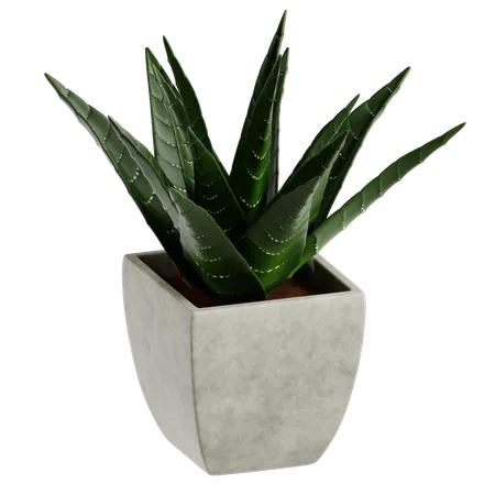 Cactus cebra  3D Icon