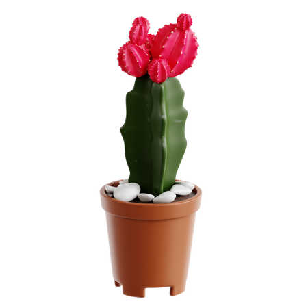 Cactus luna  3D Icon