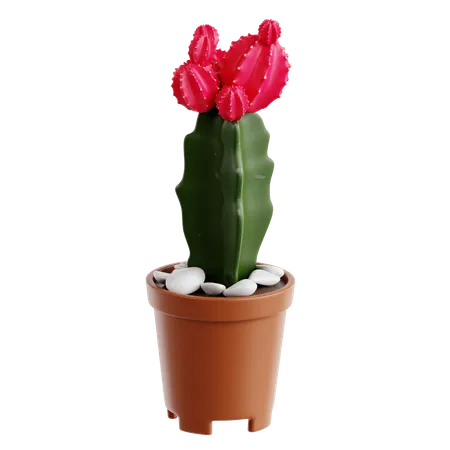 Cactus luna  3D Icon