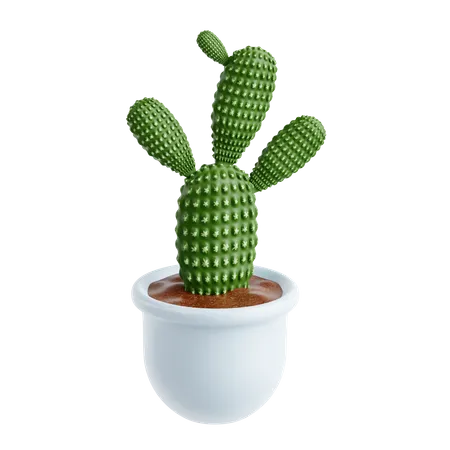 Cactus orejas de conejo  3D Icon