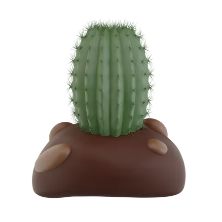 Cactus Plant  3D Icon