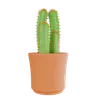 Cactus Plant