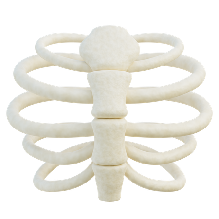 Caixa torácica  3D Icon