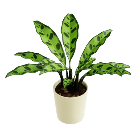 Planta cascavel calathea  3D Icon