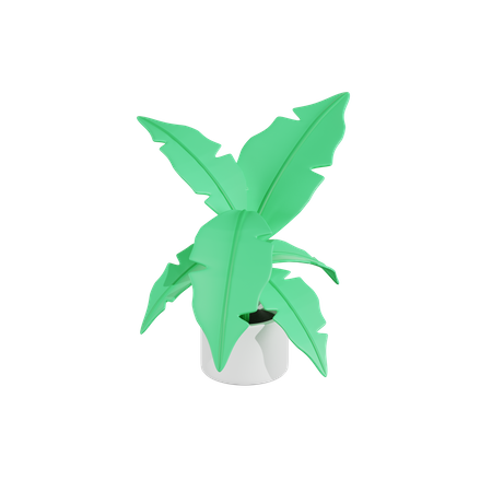 Calathea lutea Pflanze  3D Icon