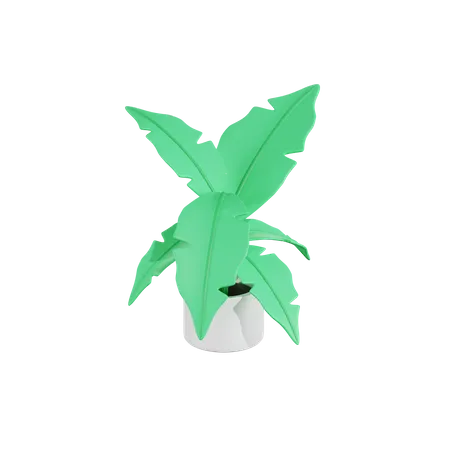 Calathea Lutea Plant 3D Icon