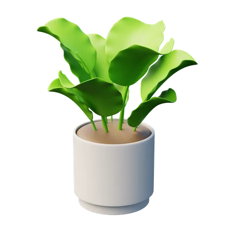 Calathea-Pflanze  3D Icon