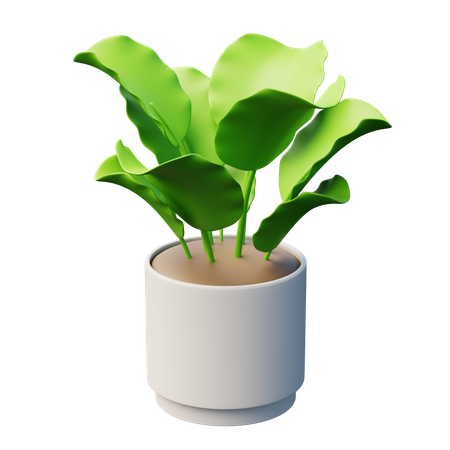 Calathea Plant  3D Icon