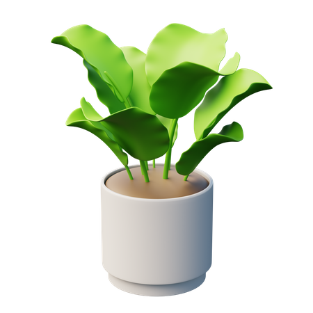 Calathea Plant  3D Icon