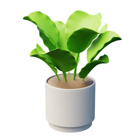 Calathea Plant  3D Icon