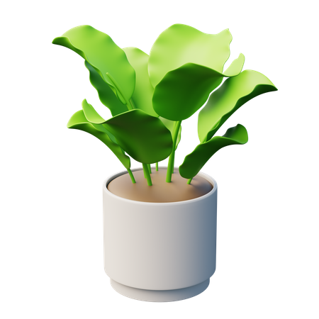 Planta calateia  3D Icon