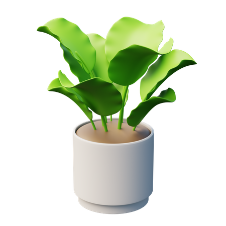 Plante calathée  3D Icon