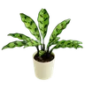 Calathea Rattlesnake Plant