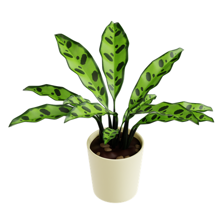 Calathea Rattlesnake Plant  3D Icon