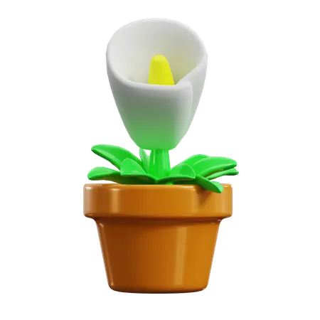 Calla Lily  3D Icon