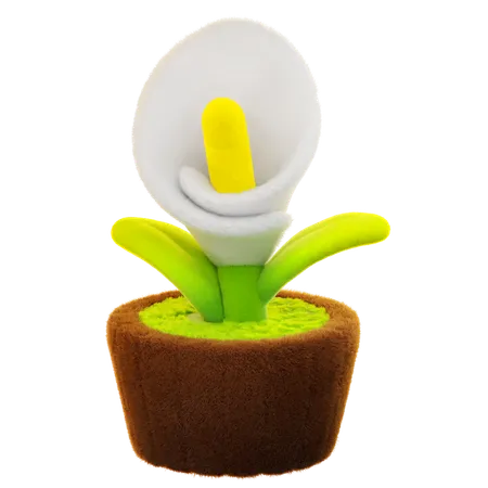 カラーリリーの花  3D Icon