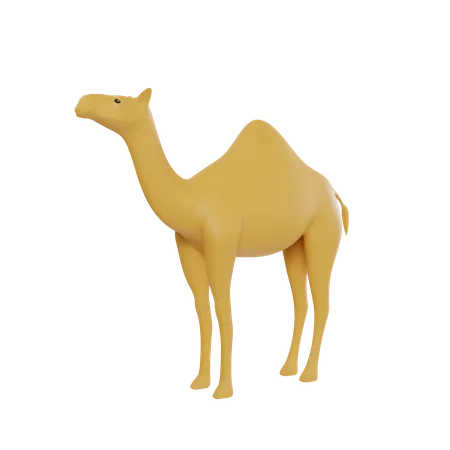 Camal  3D Icon