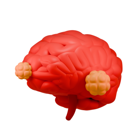 Cancer du cerveau  3D Icon