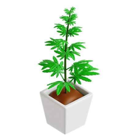Cannabis Plant  3D Icon