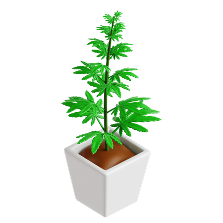 Cannabis Plant  3D Icon