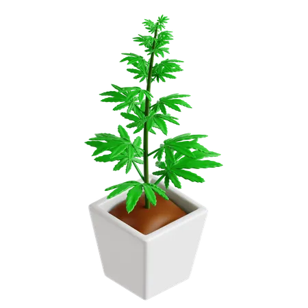 Cannabis Plant  3D Icon