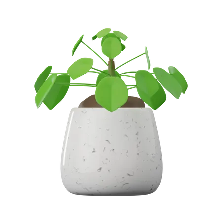 Tapa peperomyoides planta  3D Icon