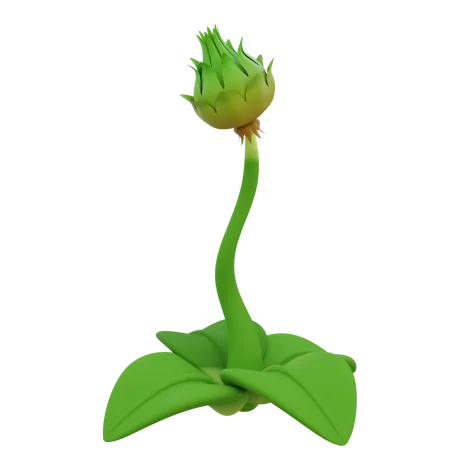 Capullo de la flor  3D Icon