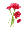 Carnation