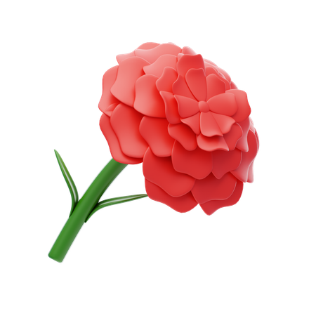 Carnation  3D Icon