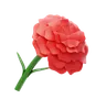 Carnation