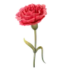 Carnation