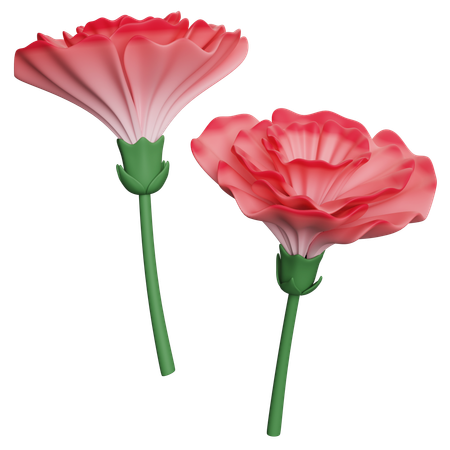 Carnation  3D Icon