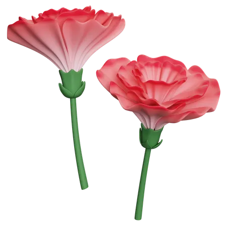 Carnation  3D Icon