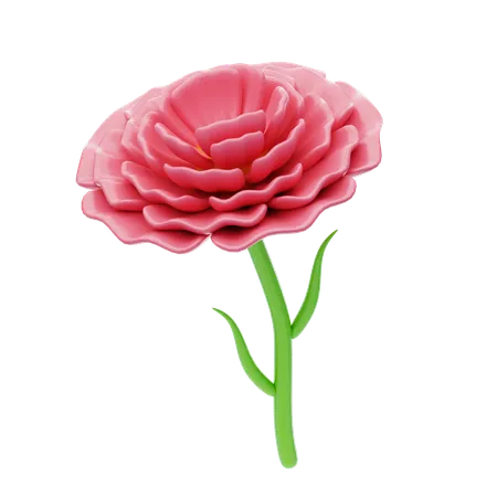 Carnation Ruffle  3D Icon