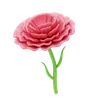 Carnation Ruffle