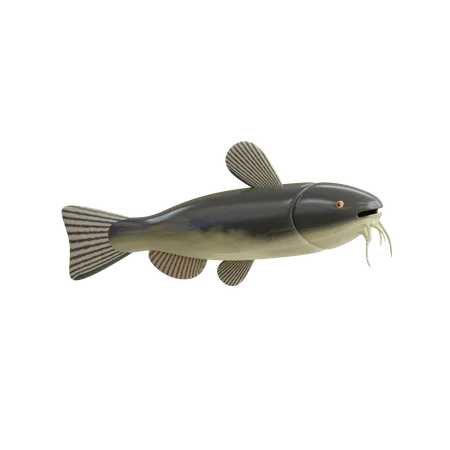 Catfish  3D Icon