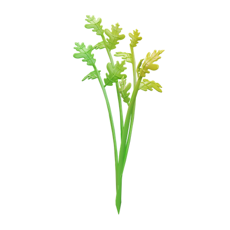 Celery  3D Icon