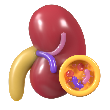 Cells of kidney  3D Icon