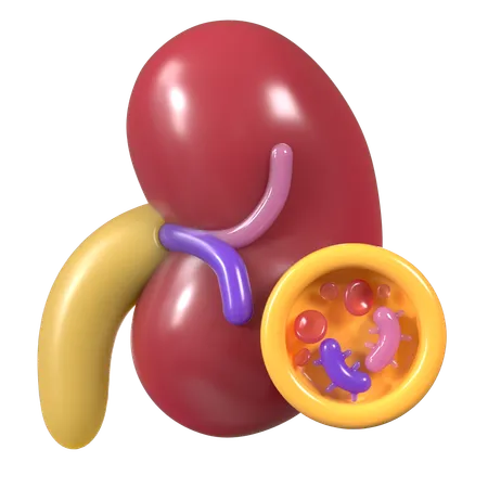 Cells of kidney  3D Icon