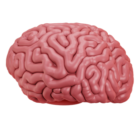 Cérebro  3D Icon