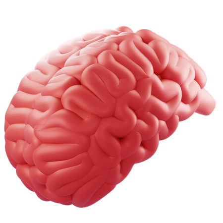 Cérebro  3D Icon