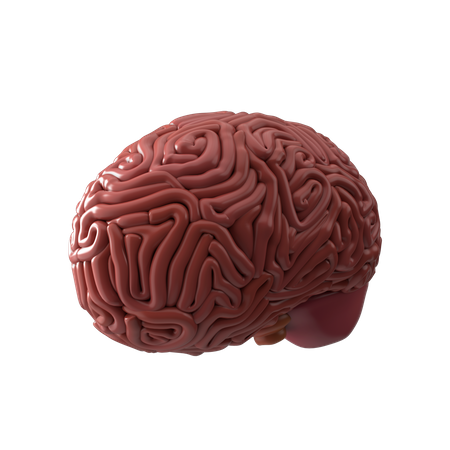 Cérebro  3D Icon