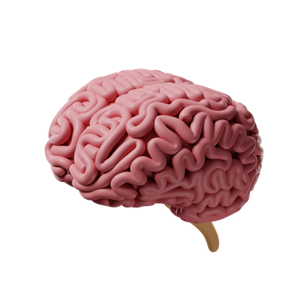 Cérebro  3D Icon