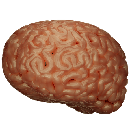 Cérebro  3D Icon