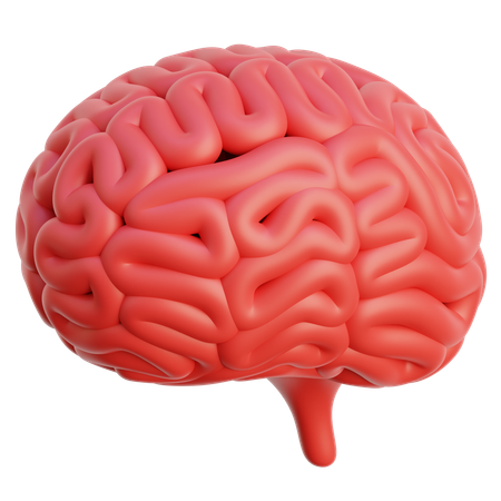 Cérebro  3D Icon