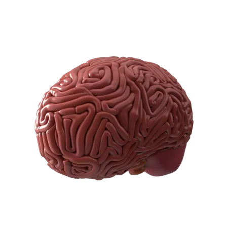 Cerebro  3D Icon