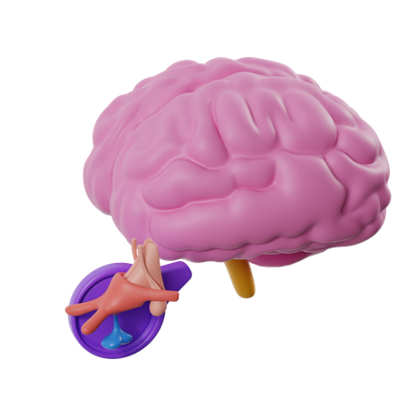 Cerebro con glándula pituitaria  3D Icon